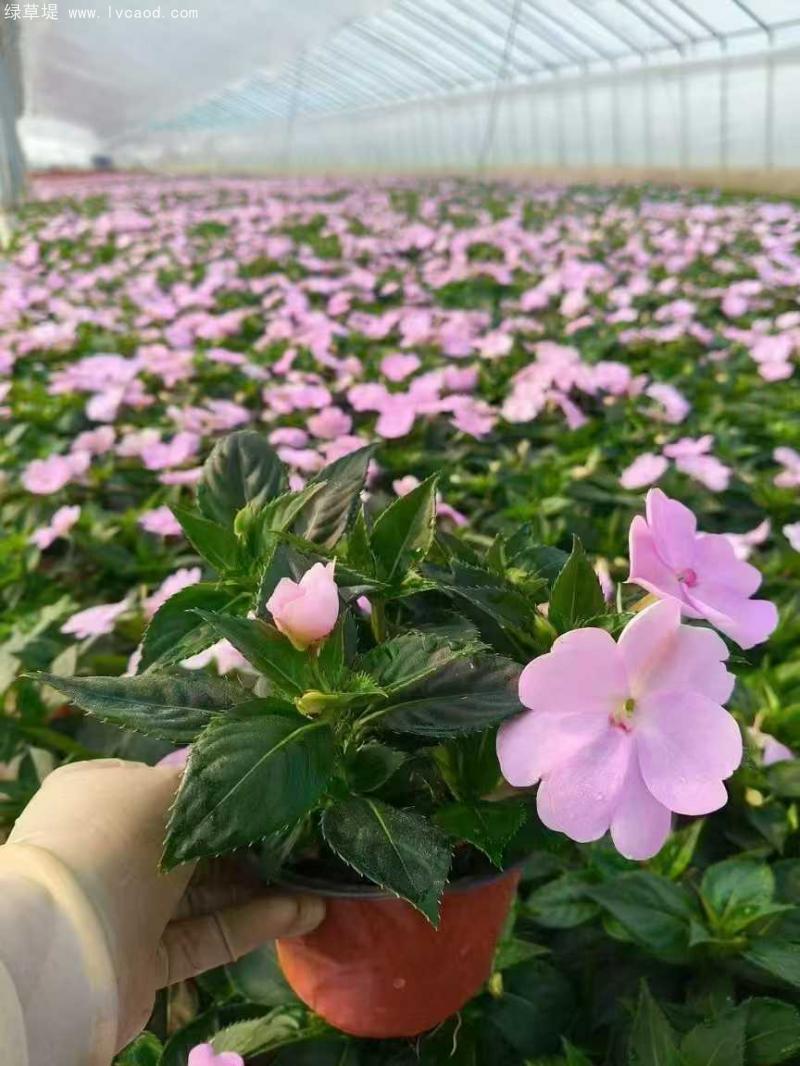 鳳仙花盆栽 鳳仙花盆栽