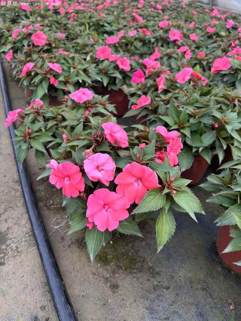 鳳仙花盆栽 鳳仙花盆栽