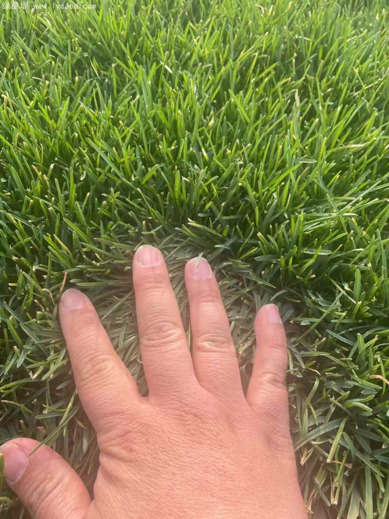 早熟禾葉片顏色 早熟禾葉片顏色