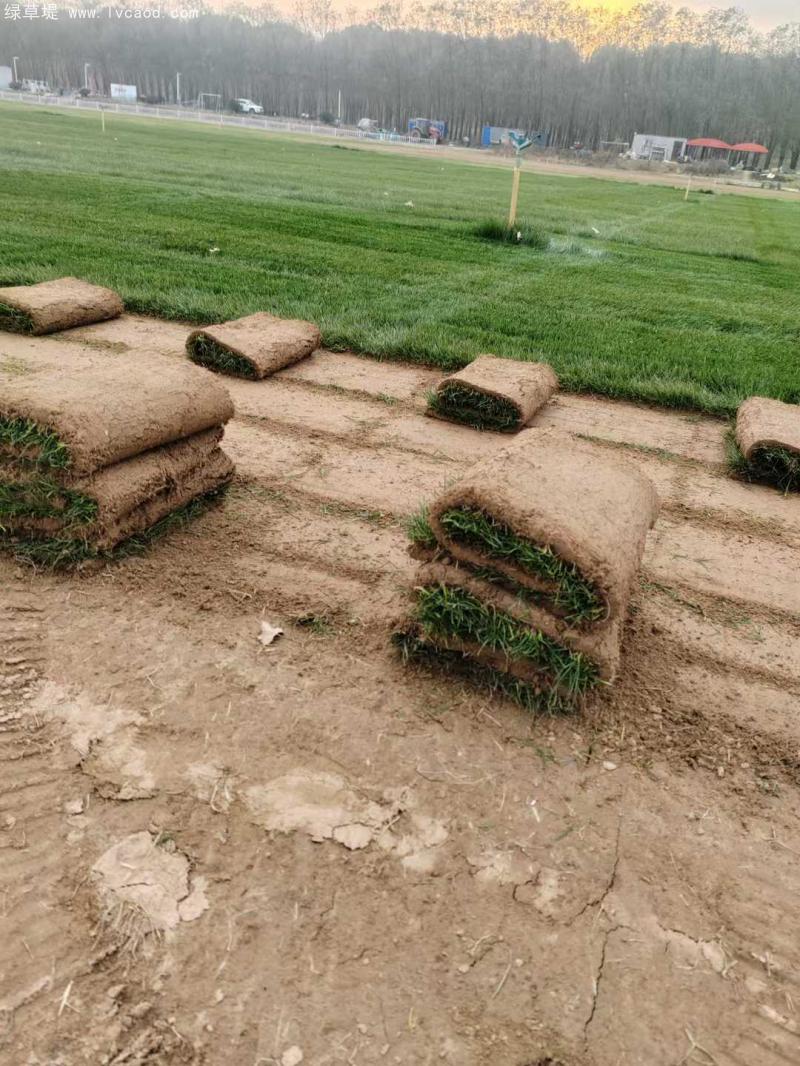 早熟禾草坪 早熟禾草坪