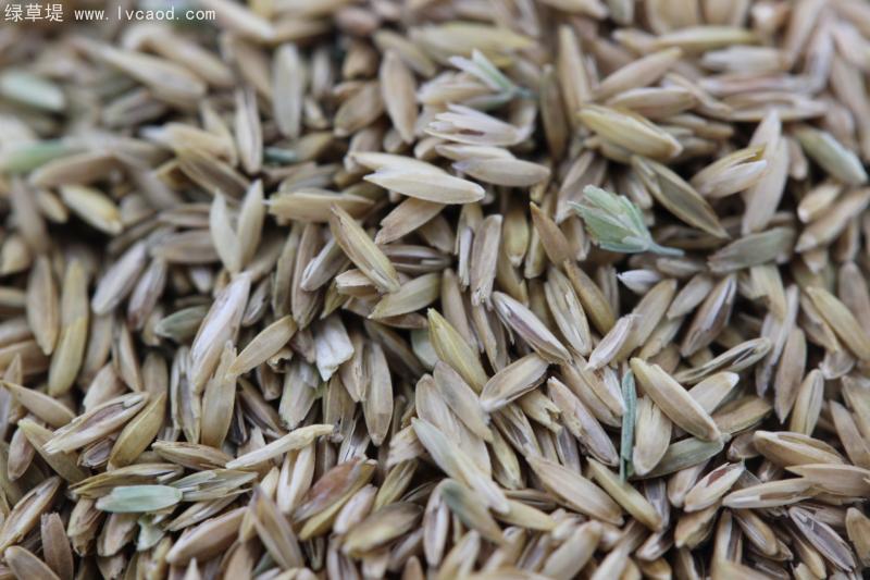 早熟禾凈子 早熟禾凈子