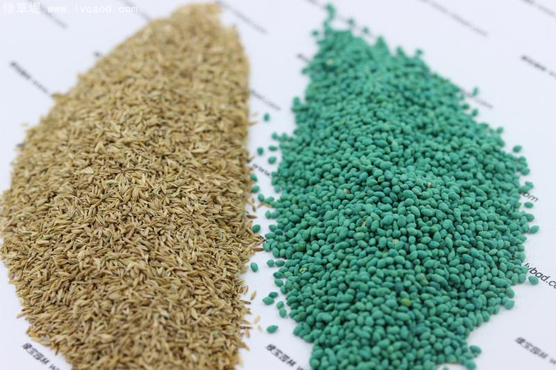 早熟禾種子 早熟禾種子