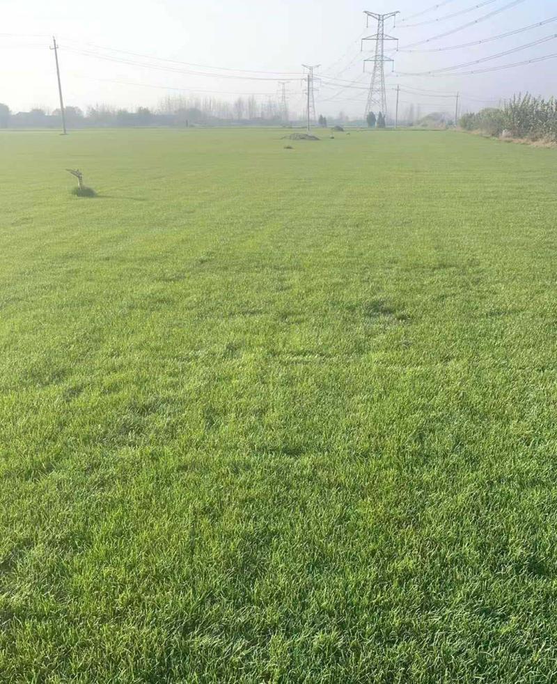 早熟禾草坪 早熟禾草坪