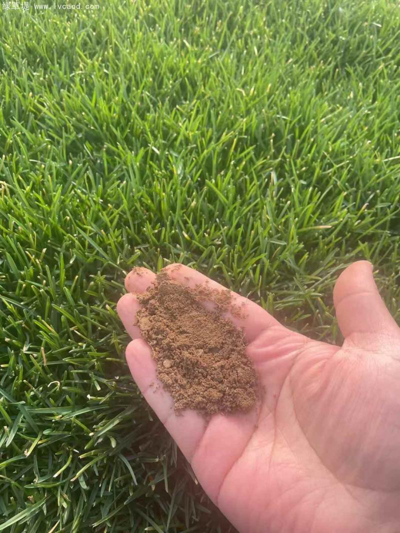 早熟禾葉片顏色 早熟禾葉片顏色