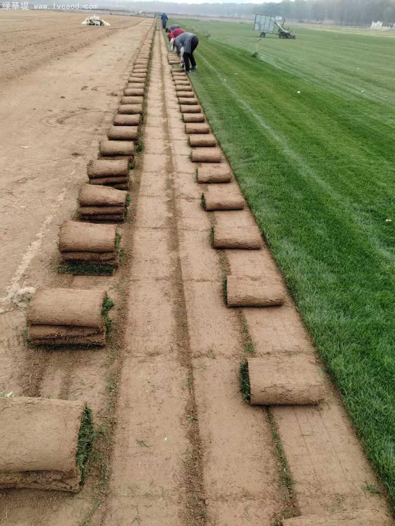 早熟禾草坪 早熟禾草坪