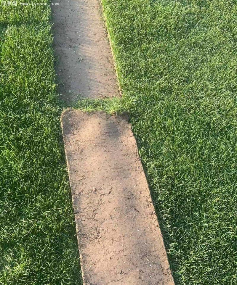 早熟禾草坪 早熟禾草坪