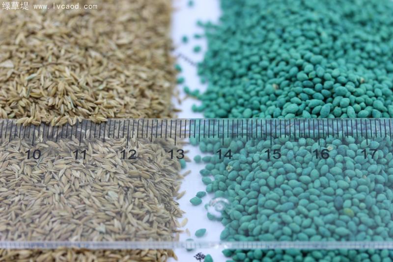 早熟禾包衣種子和早熟禾凈子對(duì)比照片 早熟禾包衣種子和早熟禾凈子對(duì)比照片