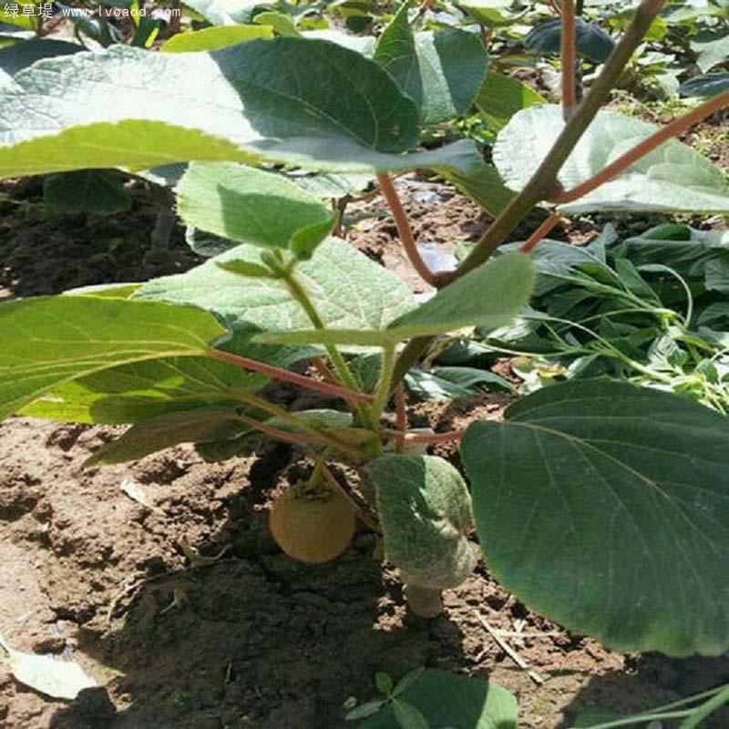 獼猴桃葉子和桿徑 獼猴桃葉子和桿徑