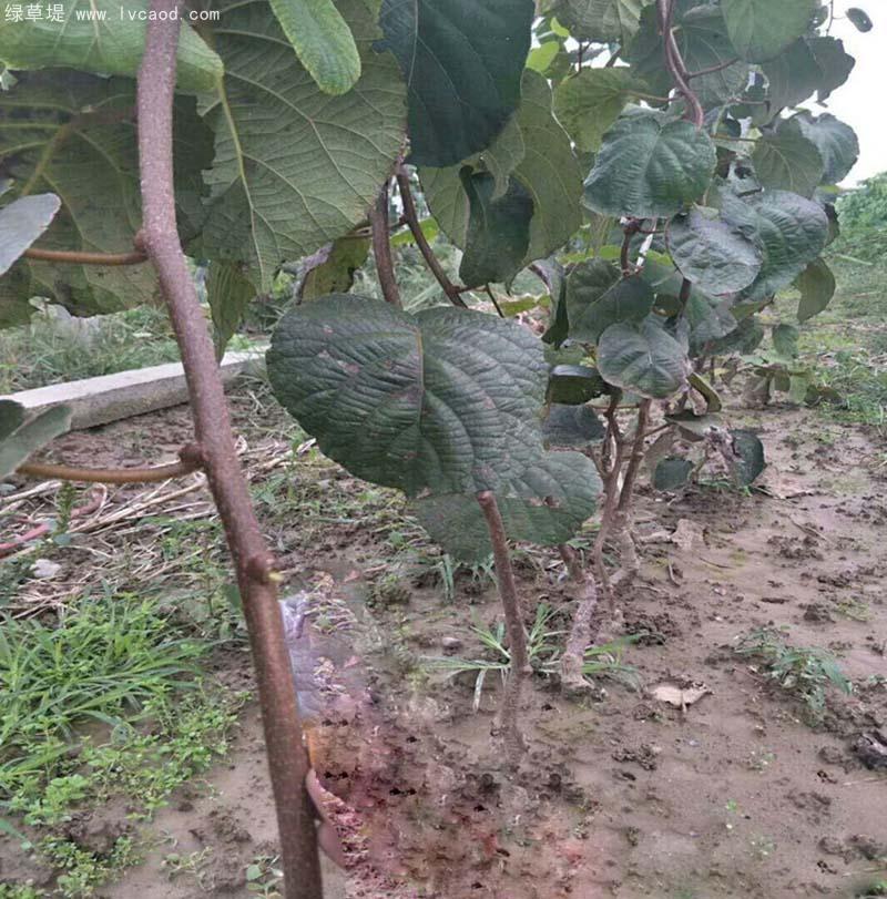 獼猴桃樹苗 獼猴桃樹苗