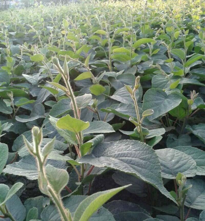 獼猴桃葉子葉片 獼猴桃葉子葉片