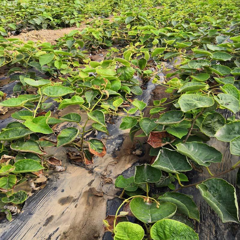 獼猴桃葉子和桿徑 獼猴桃葉子和桿徑