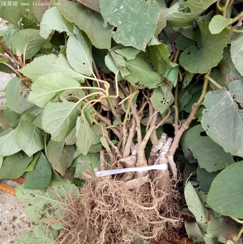 獼猴桃樹苗 獼猴桃樹苗