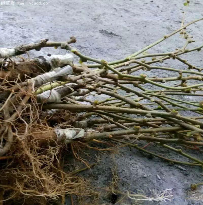 獼猴桃樹苗 獼猴桃樹苗