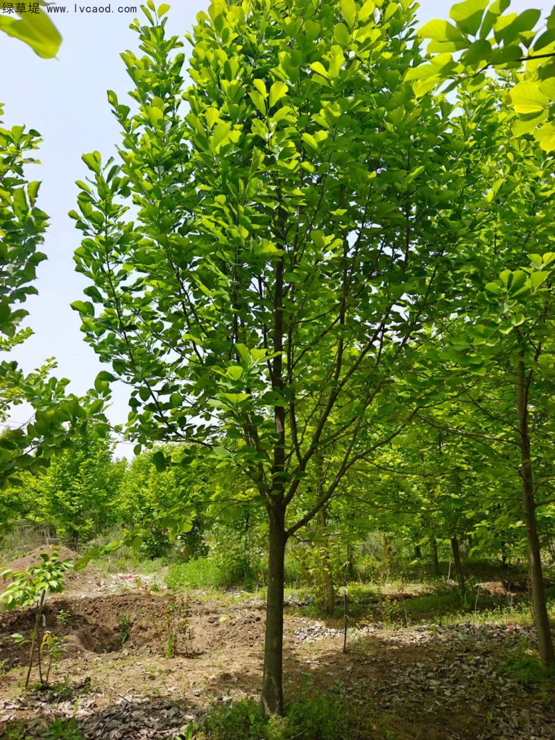 白玉蘭落葉大喬木玉蘭樹(shù) 白玉蘭落葉大喬木玉蘭樹(shù)