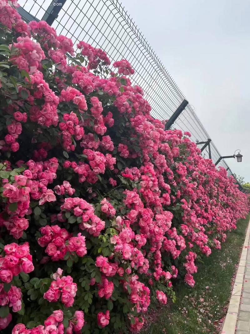 藤本月季景觀綠化效果 藤本月季景觀綠化效果