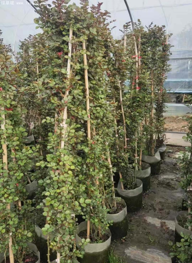 藤本月季盆栽 藤本月季盆栽