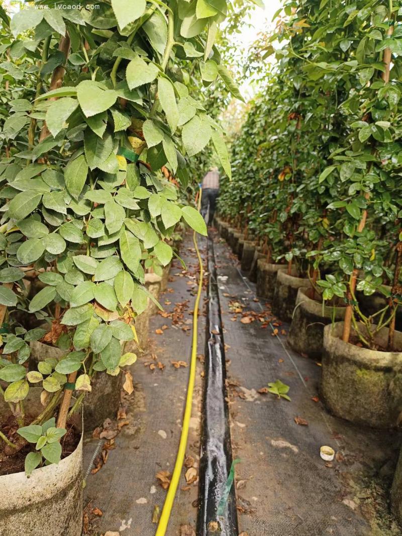 藤本月季植株培育中 藤本月季植株培育中