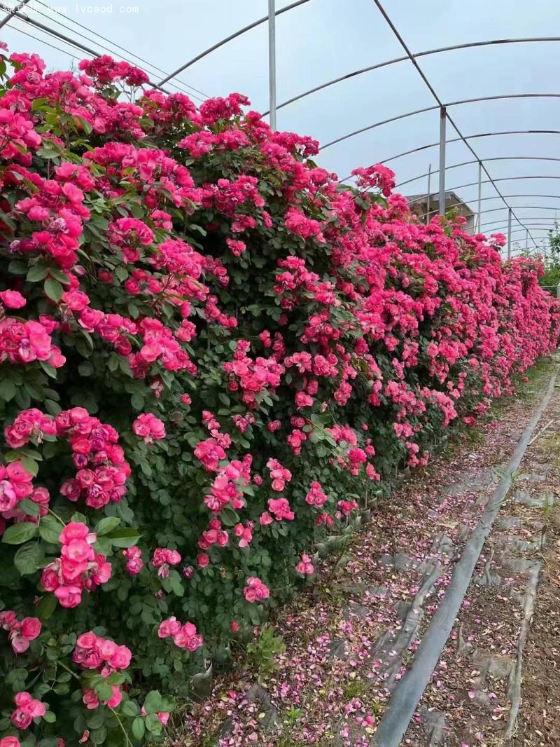 藤本月季苗圃 藤本月季苗圃