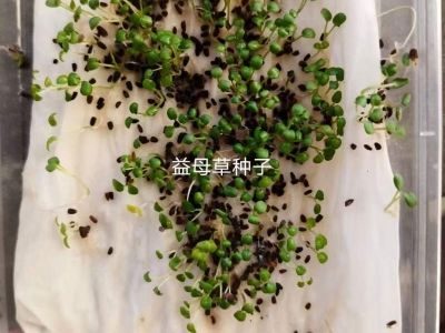 益母草