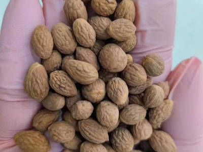 棗樹(shù)種子棗核